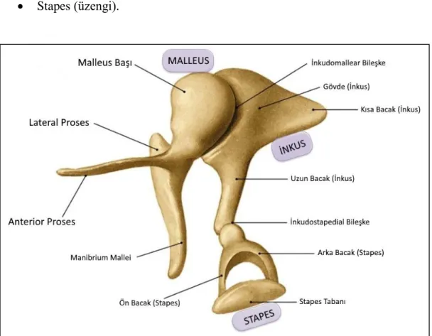 Şekil 4. Orta Kulak Kemikçikleri (23) 
