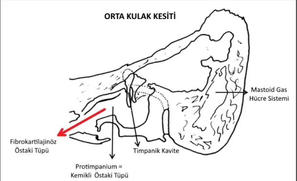 Şekil 5. Östaki Tüpü (25)