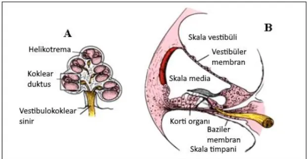 Şekil 6. Kokleanın Yapısı (A: Kokleanın Kesiti, B: Kokleanın Bölümleri) (27) 