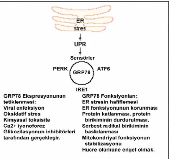 Şekil 2: BIP/GRP78 normal koşullarda PERK, ATF-6, IRE-1’i inaktive durumda tutarken 