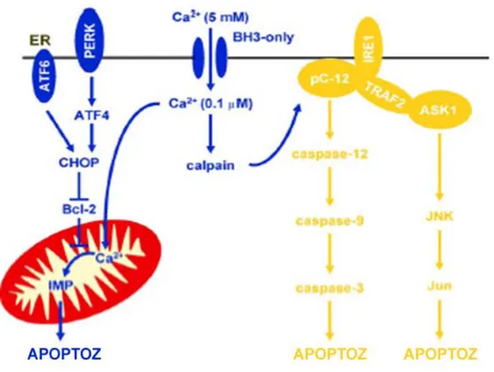 Şekil 4: UPR ile kontrol edilen apoptotik yollar 