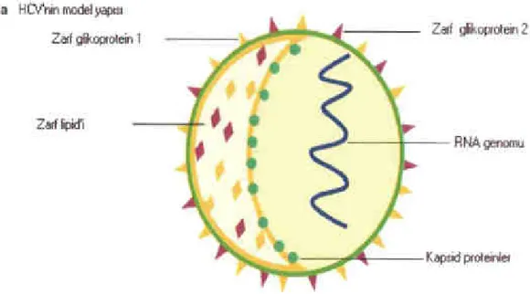 Şekil 2.1. Hepatit C virüsünün model yapısı 