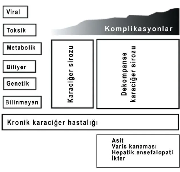 Şekil 2.1. Karaciğer sirozunun dekompansasyonu 