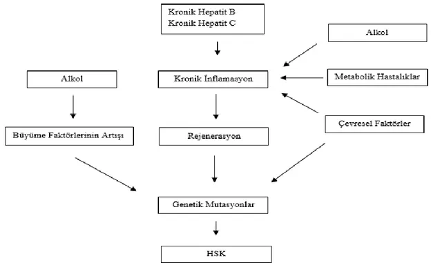 Grafik 2.4. HSK patogenezi   