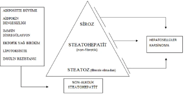 ġekil 2.3. NASH ve HSK patogenezi 