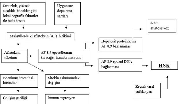 Grafik 2.5. AFB ve HSK patogenezi 