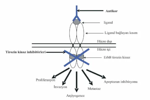 Şekil 4: Trozin kinaz inhibitörünün ve monoklonal antikorların  çalışma mekanizması Altundağ ve ark