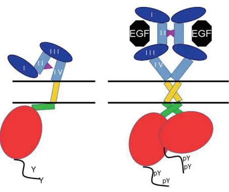 Şekil 2. EGF reseptörlerinin aktivasyonu (8)
