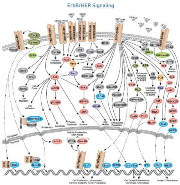 Şekil 3.  EGF reseptörleri ve düzenledikleri hücre içi mekanizmalar 
