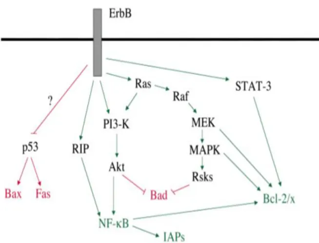 Şekil 3. ErbB reseptörlerinin hücre ölüm ve sağ kalım ile ilişkili molekülleri ile etkileşimi (66) 