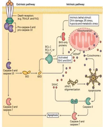 Şekil 9. Eksintrik ve insintrik apoptoz yolakları ile apoptoz sürecinin şematik gösterimi (205) 
