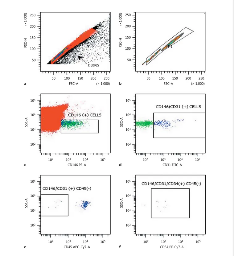 Fig. 1.   Analysis strategy for the identification of circulating endo- endo-thelial cells by using flow cytometry: immunophenotyping of  FSC-H and FSC-A (  a  ), FSC-H and FSC-A (  b  ), SSC-A and CD146 PE-A  (  c  ), SSC-A and CD31 FITC-A (  d  ), SSC-A 
