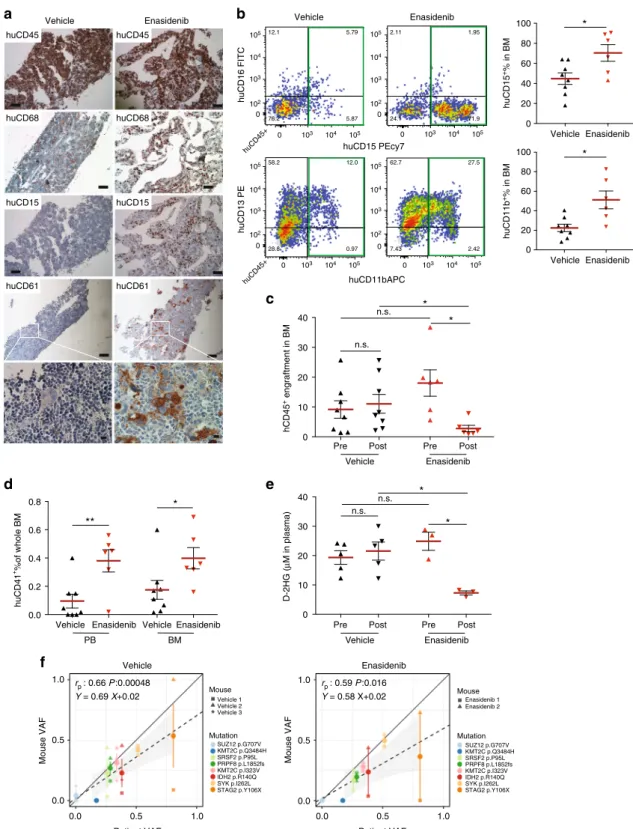 Fig. 6 MISTRG replicate granulocytic and megakaryocytic differentiation in response to inhibition of mutant isocitrate dehydrogenase 2 (IDH2) in vivo