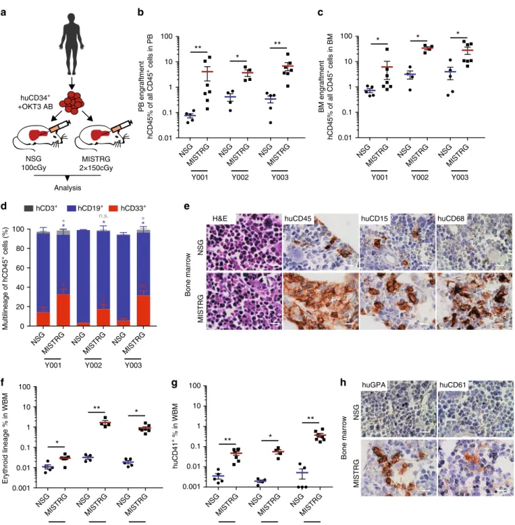 Fig. 1 Enhanced engraftment of adult healthy bone marrow (BM)-derived CD34 + hematopoietic stem and progenitor cells (HSPCs) in human cytokine-