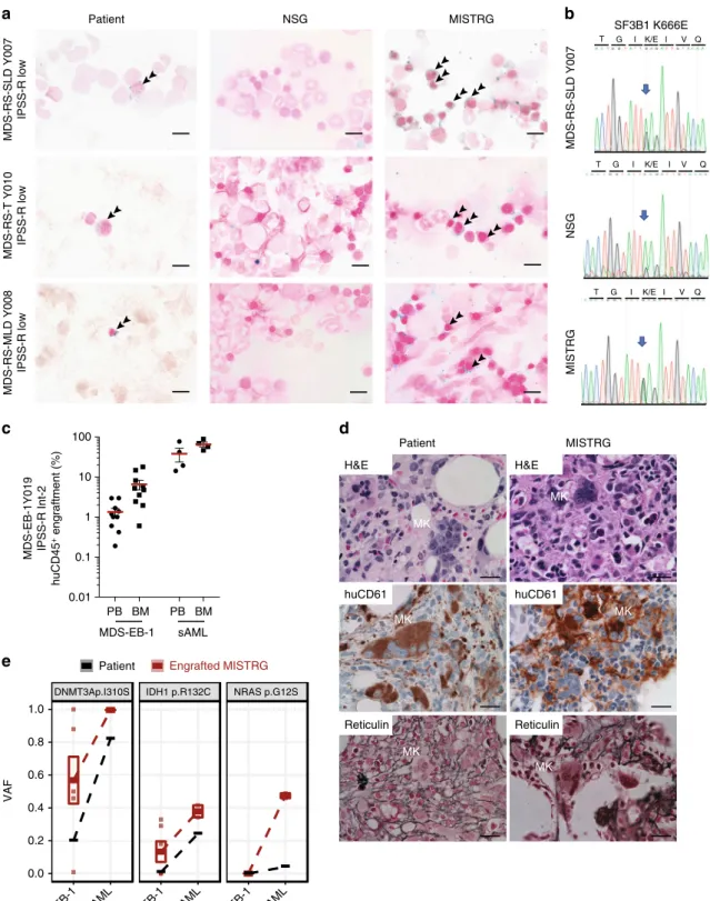 Fig. 4 MISTRG replicate myelodysplasia and clonal evolution upon disease progression. a NSG and MISTRG were engrafted with low and int-1 risk Sf3B1