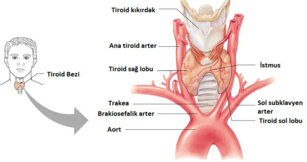 Şekil 2.1.1. Tiroid bezinin anatomisi 