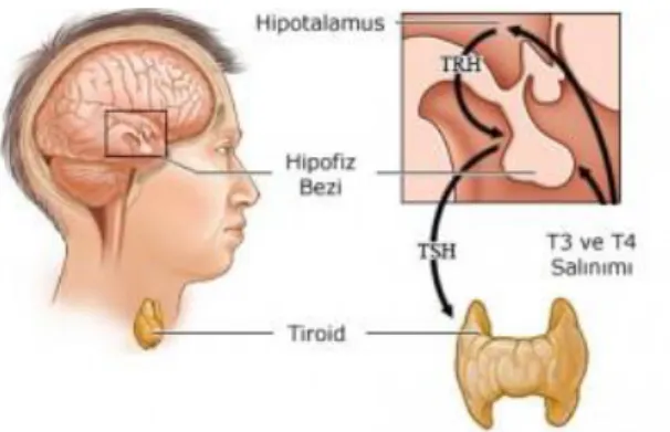 Şekil 1.1.2. Tiroid hormon sentezi 