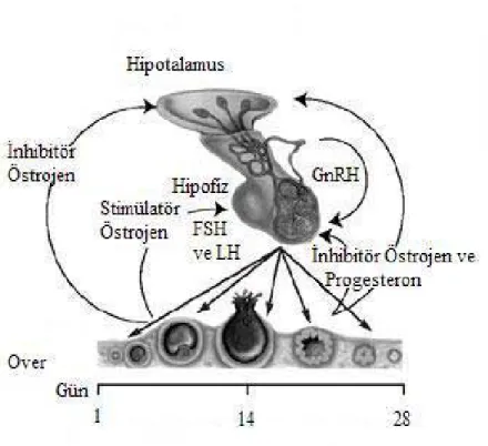 Şekil 2. Hipotalamo- hipofizer-overyan aks 