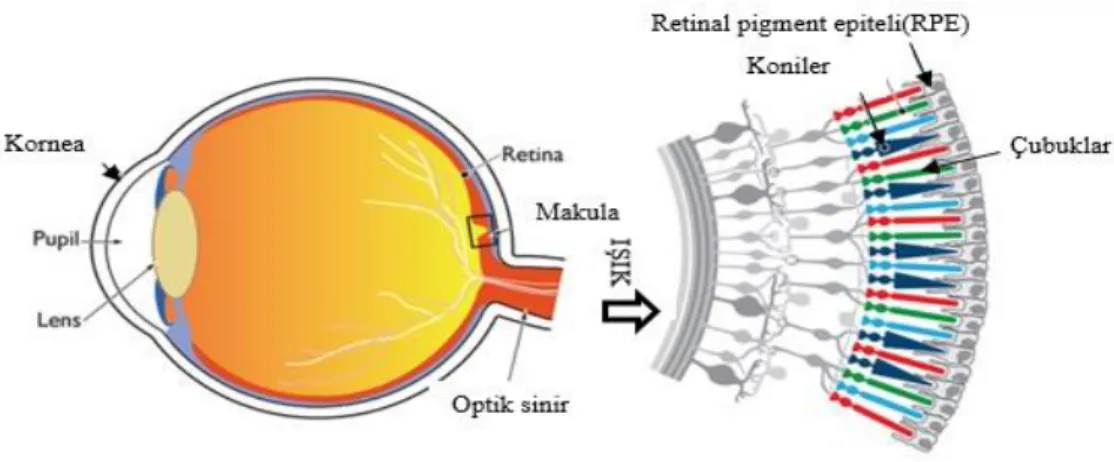 Şekil 2.1. Retina Şeması 