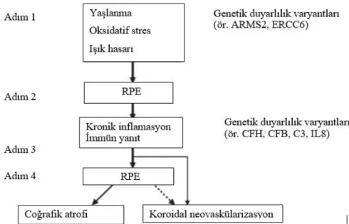 Şekil 2.3.YBMD patogenezinde öngörülen adımlar (73)  