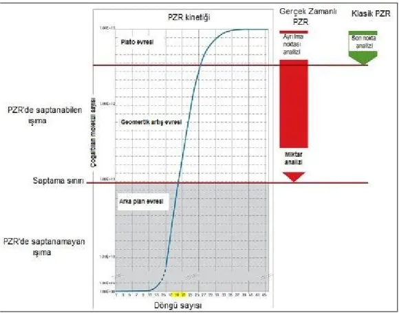 Şekil 2.17: RT-PCR kinetiği (30).