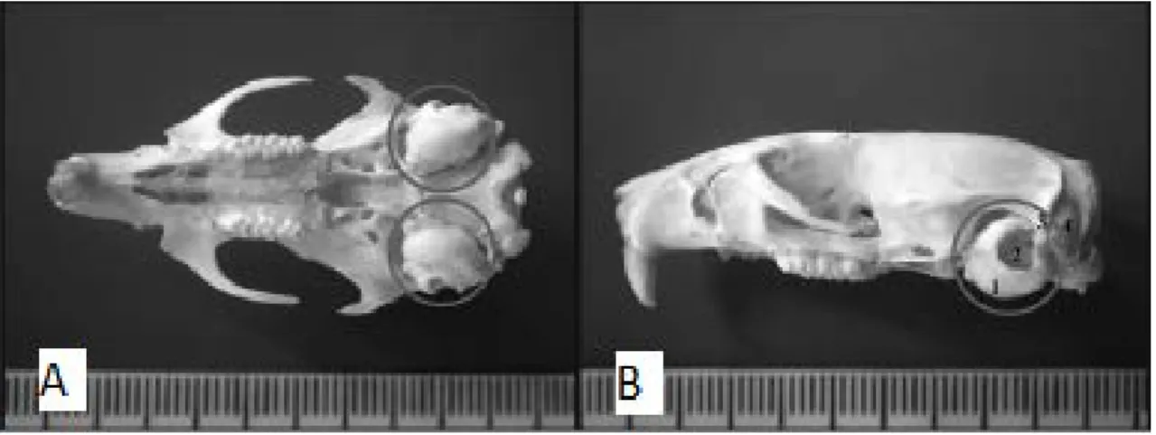 Şekil 2. A: Sıçan kafatasının alttan görünümü B: Sıçan kafatasının yandan görünümü 1:Bulla 