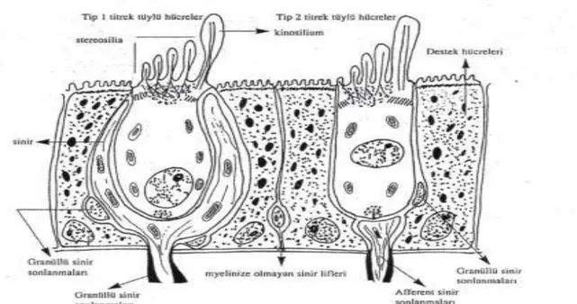 Şekil 3: Tip I ve Tip II hücreler (15)