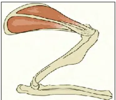 Şekil 2: Sprague Dawley’in akromiyal arkından  supraspinatus ve infraspinatus tendonlarının geçişi 