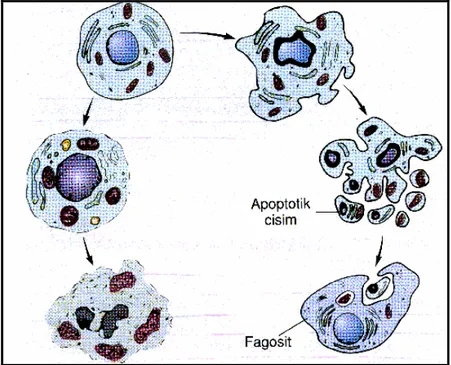 Şekil 1: Apopitotik ve nekrotik hücre ölümleri 
