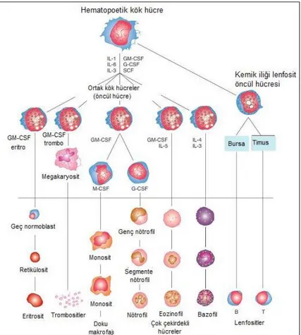 Şekil 2.1. Kan hücrelerinin kemik iliğindeki pluripotent kök hücrelerden  farklılaşması (2) 