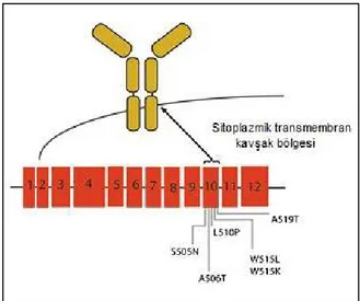 Şekil 2.3. Trombopoetin reseptörü olan MPL’nin ve ekzonlarının şekilsel gösterimi.  MPL’nin en çok tekrarlayan mutasyonları ekzon 10’da yer alır ve reseptörün  sitoplazmik-transmembran kavşağını kodlar (51)