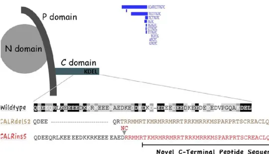 Şekil 2.4 CALR domainleri ve sık görülen mutasyonları. 