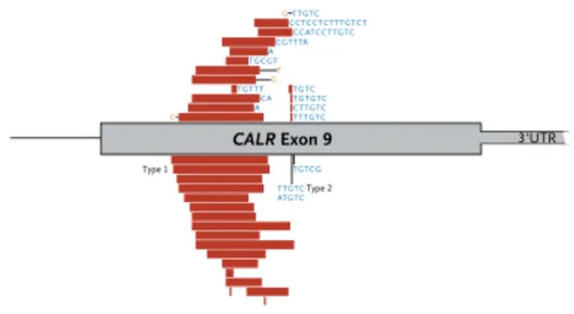 Şekil 2.5. CALR mutasyonları ve ekzon 9 üzerindeki yerleşimleri. 