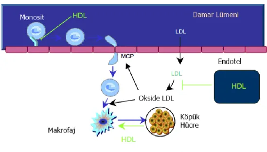 ġekil 2.3. Plak oluĢumunu önlemede HDL kolesterolün rolü (29) 