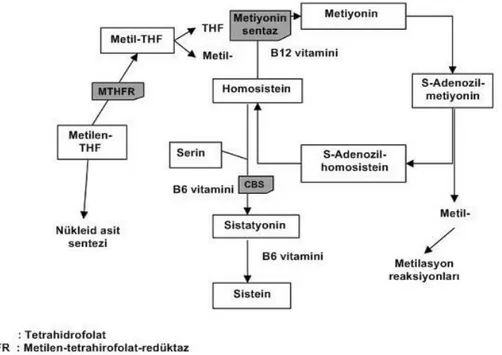 ġekil 2.4. Homosistein ve metiyonin metabolizması (5) 