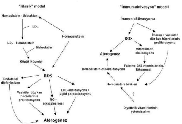 ġekil  2.5.  Hastalıkların  patogenezinde  homosisteinin  rolünü  gösteren  2  model  (5) 