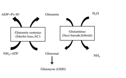 ġekil 2.3. Glutamin metabolizması (43) 