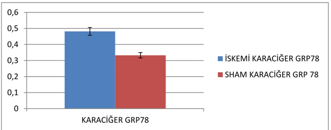 Şekil 4.2. Karaciğer GRP78ifadelenmesi (p= 0,125368838) 
