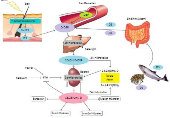 ġekil 2.2: D vitamini sentezi ve metabolizması (26) 