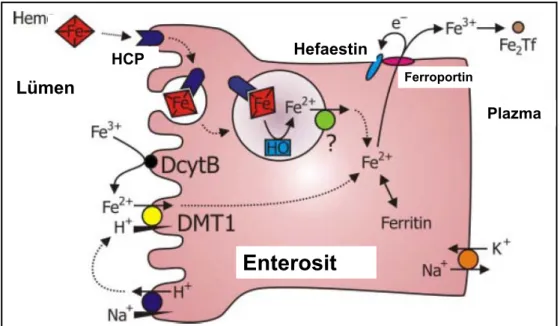 Şekil 2.2. Enterositten demir emilimi  (Kaynak 16’dan uyarlanmıştır) 