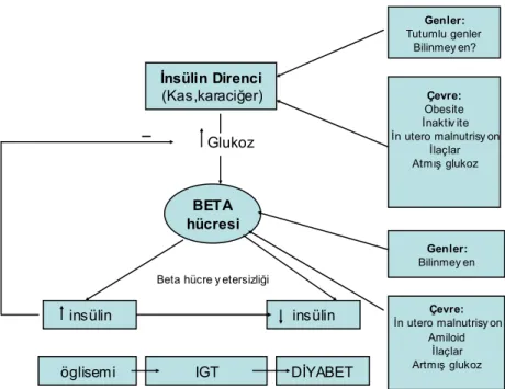 Şekil 2.5 Çevresel ve genetik faktörlerin insülin direncine ve beta hücresine etkisi 