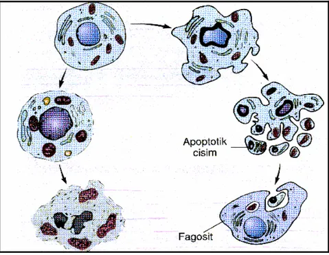 Şekil 4: Apopitotik Ve Nekrotik Hücre Ölümleri 