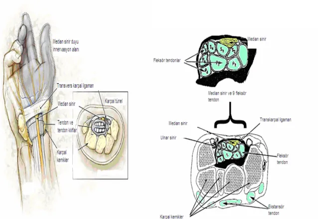 Şekil 1.2.1. Median sinirin el bileği düzeyindeki anatomik seyri ve karpal tüneli  oluşturan anatomik yapılar 