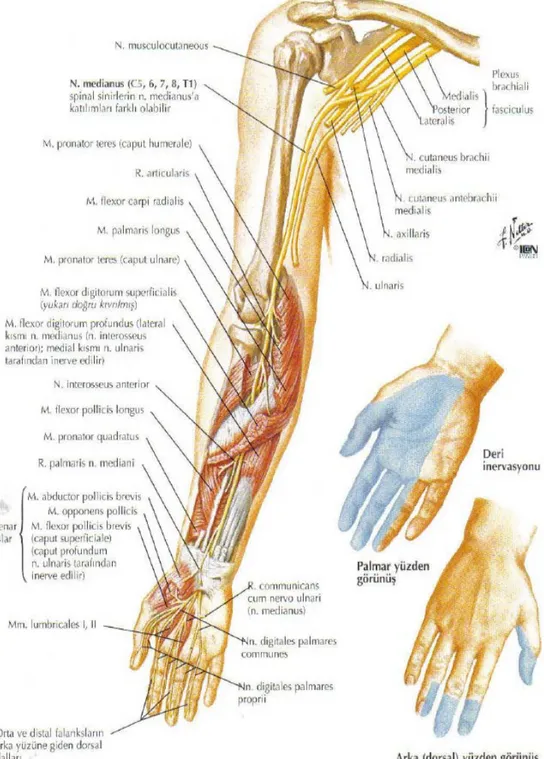 Şekil 1.2.2. Median sinirin brakial pleksustan çıkışı ve kol, ön kol ve el bileğindeki anatomik  seyri ve elde deri innervasyon alanları 