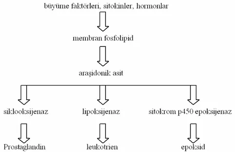 Şekil 2.1.1. Araşidonik asit metabolizması 