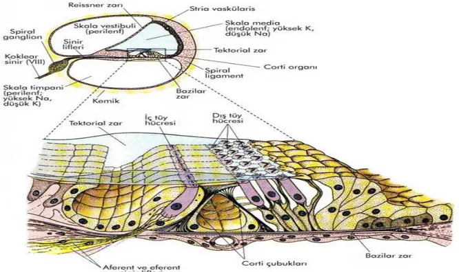 Şekil 2.1.  Korti  Organı;  Corti  organının  ince  yapısı.  Üst  kısımda  Corti  organı  ve 