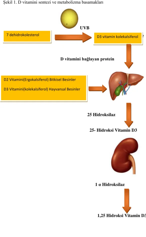 Şekil 1. D vitamini sentezi ve metabolizma basamakları                            
