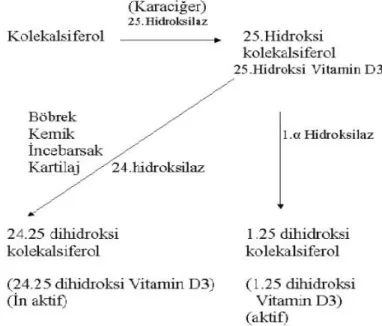 Şekil 2.2. D vitamini biyosentezi 