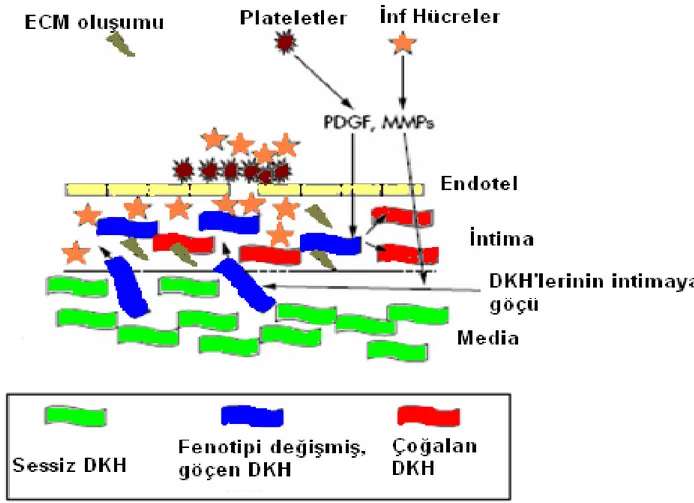 Şekil 2.7.  Restenozda Hücresel Mekanizmalar  DKH: Düz kas hücresi, ECM: Ekstrasellüler matriks, MMPs: Matriks metalloproteinazları, PDGF: Trombosit kaynaklı büyüme faktörü Mitra AK