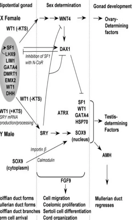 FIG. 10. Model for initiation of sex determination. The  positions of a number of genes believed to mediate key  events in sex determination and differentiation are indicated  and discussed in the text (Section VI).